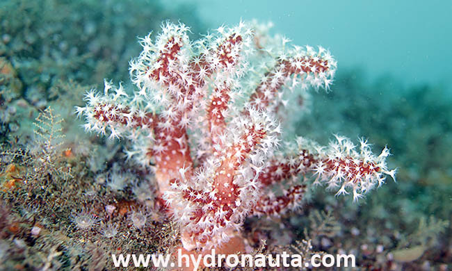 Alcyonium glomeratum